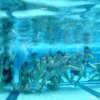 schwimmwoche08