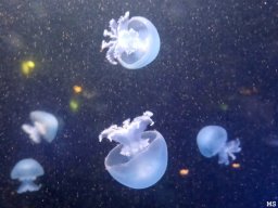 2024-25 &raquo; Wienwoche der 4. Klassen (19.01. bis 24.01.)